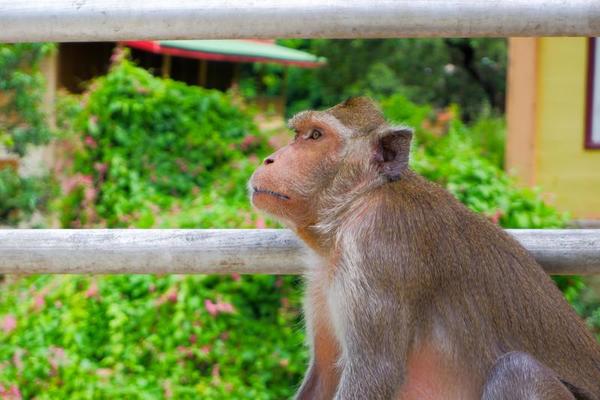 macacos fofos vivem nos templos da tailândia. 15935604 Foto de stock no  Vecteezy